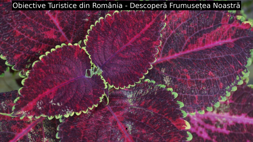 Obiective Turistice din România – Descoperă Frumusețea Noastră